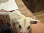 Sugar Glider - Halle (Saale)