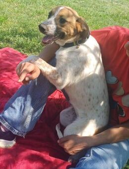 🌸Liebes Welpenmädchen Francis💫 - Eislingen (Fils)