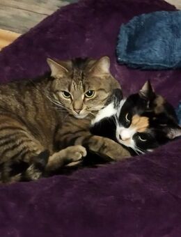 2 liebevolle kuschelige Hauskatzen abzugeben - Nürnberg