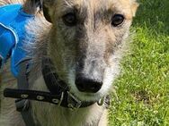 schüchterne Galga Blaze (Tierschutz) - Höchenschwand