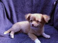 2 Chihuahua Rüden Welpen suchen Zuhause! - Gladbeck