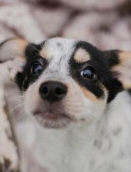 253319 - meine Augen suchen nach euch - Overath