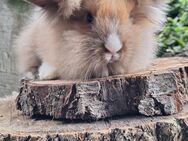 Zwergkaninchen Löwenkopf mix Zwergwidder Die Kaninchen sind nicht SCHÜCHTERN ;) - Schöntal