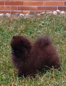 Pomeranian Zwergspitz - Kronach
