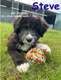 Steve - unser Parkplatzheld - Rinteln