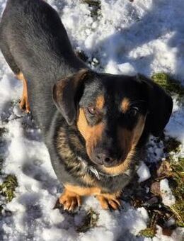 HERMANN - geb. ca. 01/2024 - Dackel Mix - Schönaich