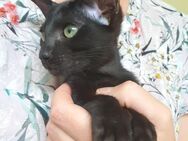 Orientalisch Kurzhaar (OKH) Katzenbaby Kitten Kätzchen - Junge in black, darf ausziehen! - Syke