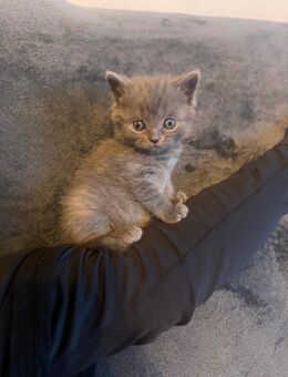 BKH Kitten - Gelsenkirchen Hassel