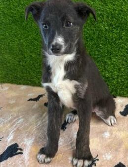 BRUNA - kleines freundliches Hundekind - Velbert