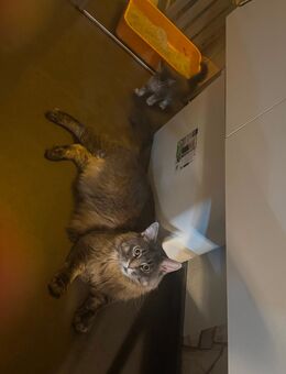 XXL Maine coon kitten alte line mit Stammbaum - Lindenberg (Allgäu) Zentrum
