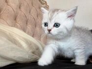 BKH Kitten Reinrassig Britisch kurzhaar Katze - Bestwig