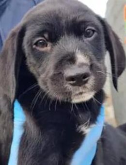 NORMAN - ein zuckersüßes Hundekind - Regensburg