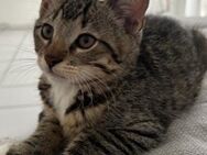 Katzenbabys suchen ein neues Zuhause. - Greven (Nordrhein-Westfalen)