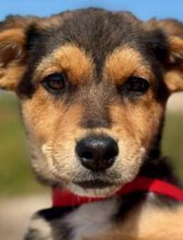 Juno verspielter Welpe sucht Familie💛 - München