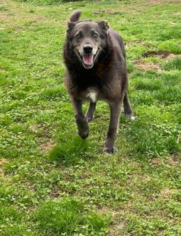 Chevy sucht ein nues Zuhause - Celle