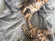 Bengalkitten (Kater) - Bedburg-Hau