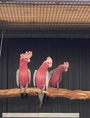 Rosakakadus in 48683