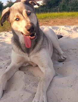 Liselotte (Lotti) sucht ihr Glück🙏🏻❤️ - Dortmund Höchsten