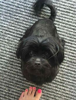 Kleo 2-jährige Affenpinscher - Kassel