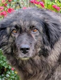 Layla - wartet in 91080 Spardorf - Oberwies