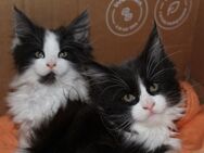 Maine Coon Kitten schwarz/weiß suchen ein liebevolles Zuhause - Hörselberg-Hainich