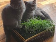 WUNDERSCHÖNE Katzenbabys BKH blau - Essen