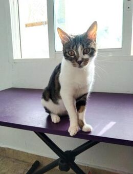 Supermarktkatze Mary (ALM) - Geisenheim