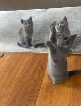 BKH Kitten reinrassig Blue dürfen jetzt ins neue Zuhause umziehen - Neubrunn (Bayern)