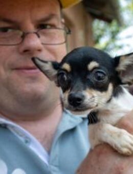 Marci, neugieriger kleiner Chihuahua - Remagen