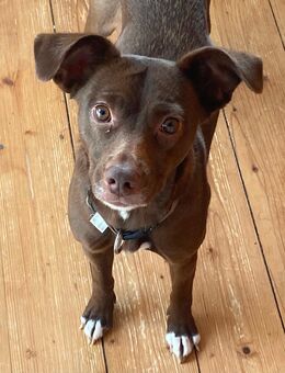 Liebe Mischlingshündin sucht Zuhause - Göttingen