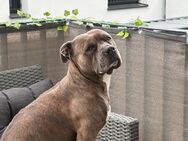 American Bully-Hündin (5 Jahre) sucht liebevolles, erfahrenes Zuhause - Fellbach Zentrum