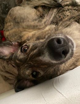 Liebevolle Junghündin sucht ein für immer zuhause - Aschaffenburg