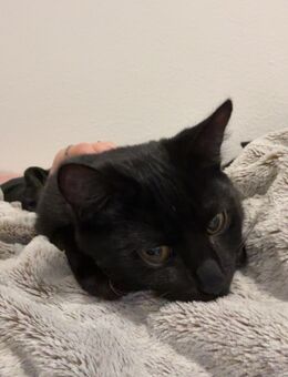 7-Monate alte Katzen abzugeben - Lennestadt