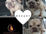 Knutschkugel MOZART FB Big Rope sucht PP - Neustadt (Rübenberge)