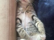 süsse Kätzchen, Kitten, Katzebabys sehr lieb - Bernburg (Saale)