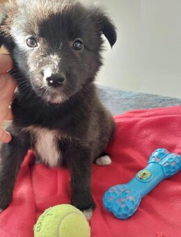 💕Willow💕 sucht ihre Familie 💗🐾 - Freilassing