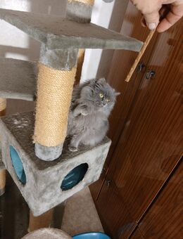 BLH Britisch Langhaar - Dessau-Roßlau