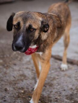 Liebste Lisa: die pure Lebensfreude - Hamburg