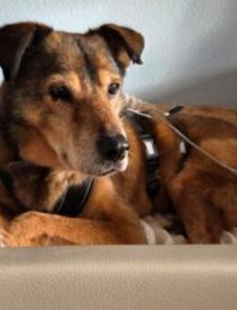 Nino ❤️ lieber Senior sucht seine Chance - Kallmünz