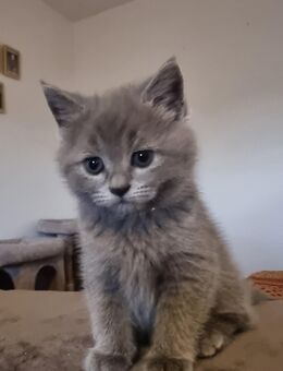BKH Mix Babykatzen - Lahr (Schwarzwald)