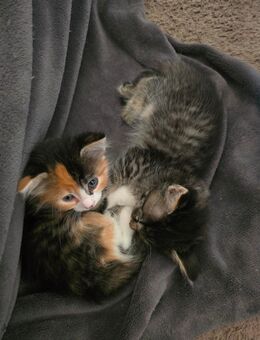 Katzen Babys - Durach