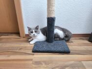 BKH Kater lilac - white - Bruchhausen-Vilsen