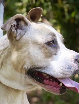 Becky sucht ihre Futterspender! - Neustadt (Rübenberge)