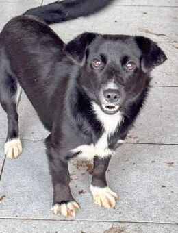 HERA - Zaubermaus sucht ihre Menschen - Erfurt