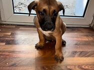 American Bulldog/Malinois Mix Welpen zu verkaufen - Hamburg