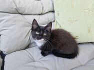 Sofort auszugsbereit: 2 zuckersüße Maine Coon Mix Kitten (11 Wochen, dunkelbraun) - Herne