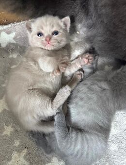 Bkh kitten - Hamburg Harburg