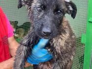 Sophie wartet im Tierheim - Köln