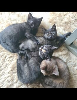BKH Kitten - Osnabrück