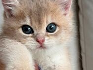 Britisch Kurzhaar Kitten mit Stammbaum - Memmingen Zentrum